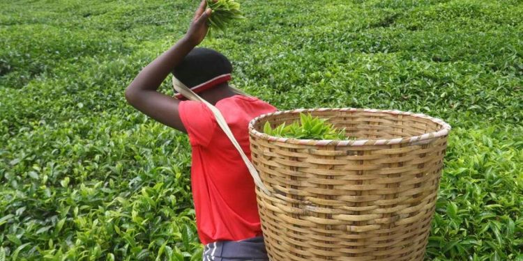 Tea price at five-year high on improved demand