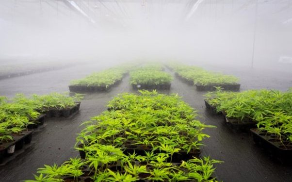 South African cannabis company lists on German Stock Exchange