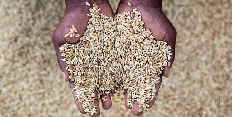 How Russia-Ukraine conflict could influence Africa’s food supplies