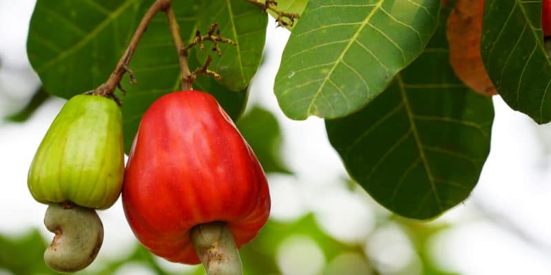 Benin: A factory will produce oil and bio-coal from cashew waste