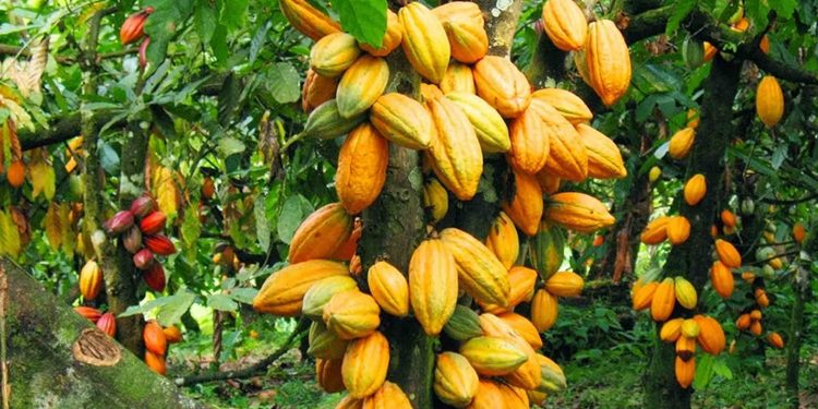 Optimism rises for increased cocoa yield in Ivory Coast