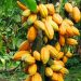 Optimism rises for increased cocoa yield in Ivory Coast