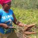 Rwanda: $350 million in funding for farmers’ climate resilience