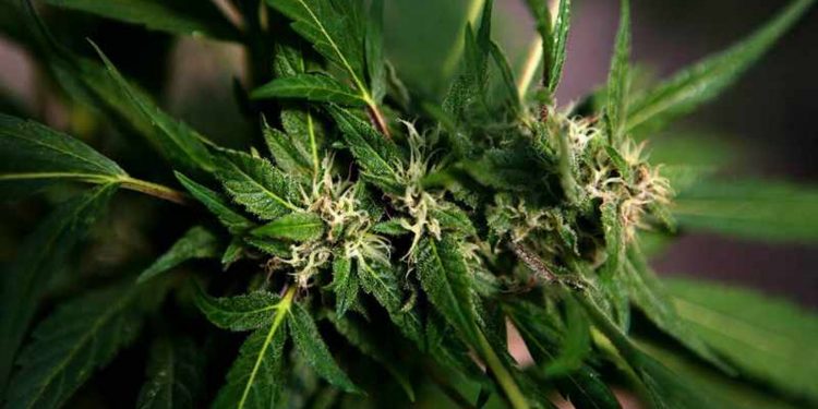 Cannabis prescribed for pain linked with risk of heart disorders, study finds 22 Cannabis prescribed for pain linked with risk of heart disorders, study finds