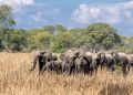 Malawi: Lilongwe promotes eco-tourism and reintroduces 263 elephants to Kasungu