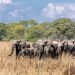 Malawi: Lilongwe promotes eco-tourism and reintroduces 263 elephants to Kasungu 25 Malawi: Lilongwe promotes eco-tourism and reintroduces 263 elephants to Kasungu