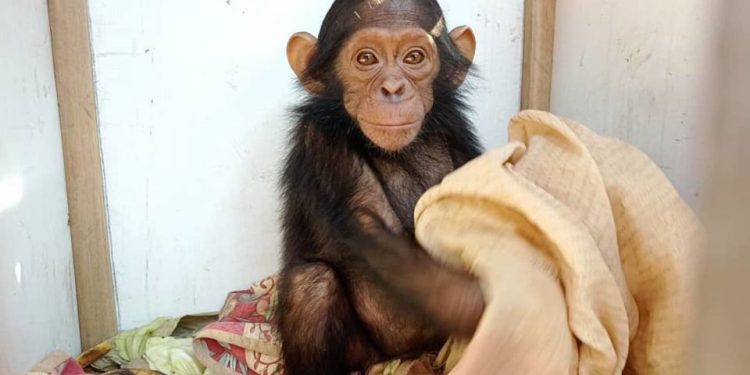 Three baby chimps were kidnapped from a sanctuary. Their abductors are demanding a ransom