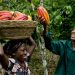 OPEC Fund provides $60m loan to promote food security, agricultural development in Côte d’Ivoire