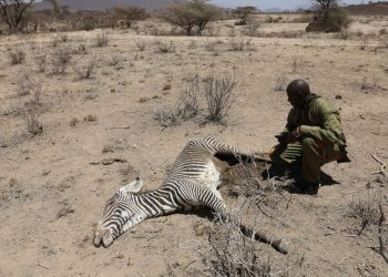 2% of the world’s rarest zebras wiped out in Kenya’s relentless drought
