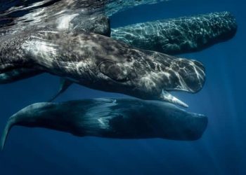 Controversy over a new gas project by TotalEnergies in South Africa