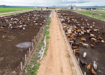 Angola calls for investment in agri-business