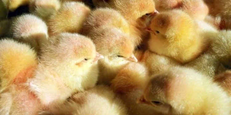 France fails to end culling of male chicks