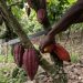 Chocolate could get even pricier if Africa’s cocoa crop flops