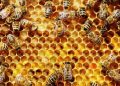Ethiopia annual honey production reaches 98000tn 29 Ethiopia annual honey production reaches 98000tn