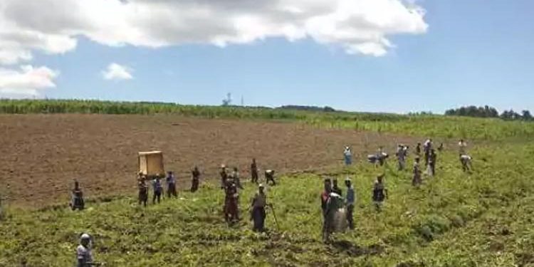 Agricultural boom drives Kenya's economic expansion in the second quarter