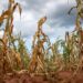 Zimbabwean Crops a Write off Due to El Nino Induced Drought